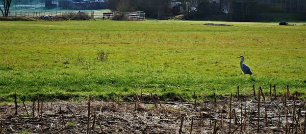 Bird on a field