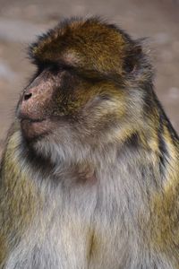 Close-up of eye looking away