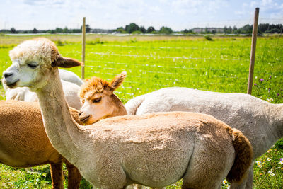 Close-up of sheep on field against sky