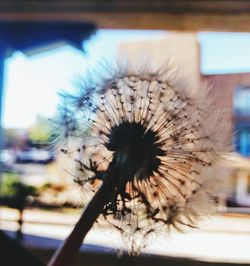 Close-up of dandelion flower