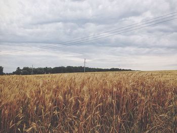 Wheat field against sky