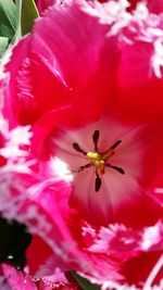 Close-up of pink flowers