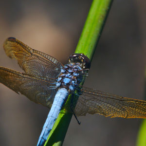 Close-up of a dragonfly