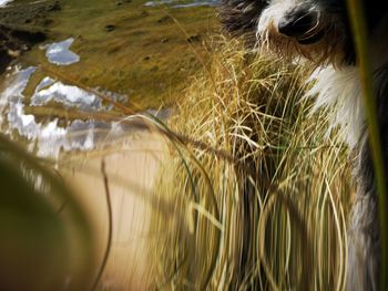 Close-up of lizard on land