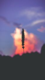 Low angle view of silhouette palm trees against sky during sunset