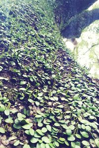 Full frame shot of plants