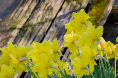 Close-up of yellow flowers