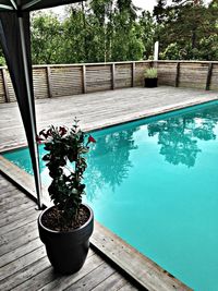 Potted plants on wooden railing