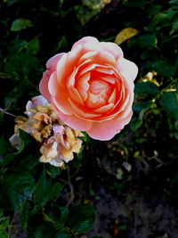 Close-up of rose blooming outdoors