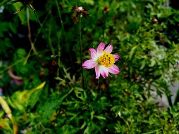 Close-up of cosmos flower blooming outdoors