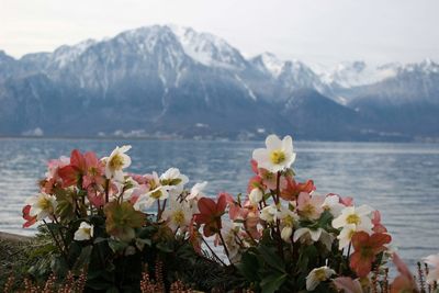 Flowering plants by lake against mountains