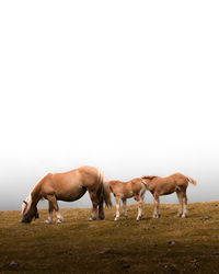 Horses grazing in a field