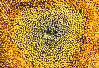 Full frame shot of yellow flowering plant