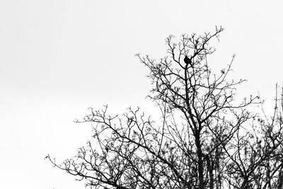 Low angle view of bare tree against clear sky