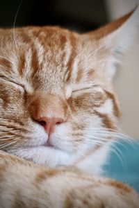 Orange kitten sleeping