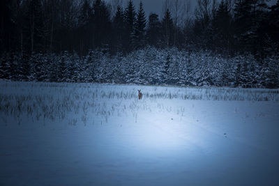 Wild roe deer feeding in the snowy field in early winter morning.