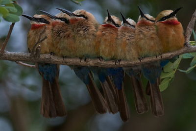 Close-up of bee-eaters perching on branch