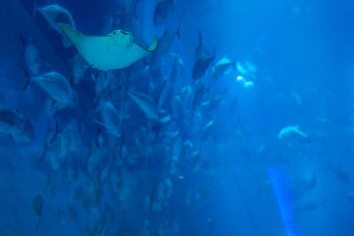 Fish swimming in sea