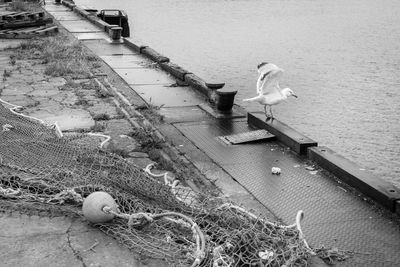 High angle view of birds on water