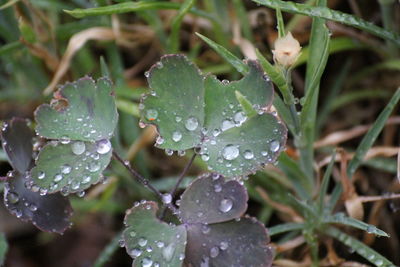 Close-up of water drops on plant