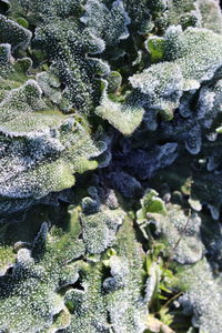 Close-up of lichen growing in water