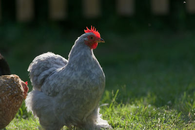 Warm evening sunlight highlights the edges of this small light grey pekin bantam pet chicken.