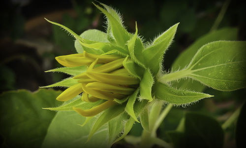Close-up of yellow flower growing on plant