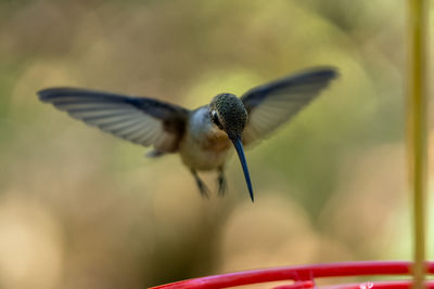 Close-up of hummingbird bird flying