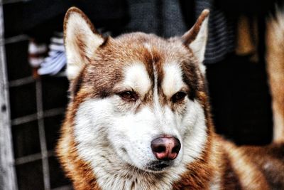 Close-up portrait of dog