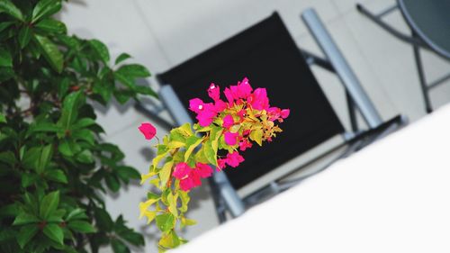 Close-up of pink flower