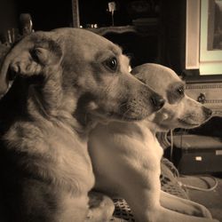 Close-up of dog relaxing at home