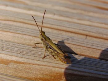 Close-up of grasshopper on wood