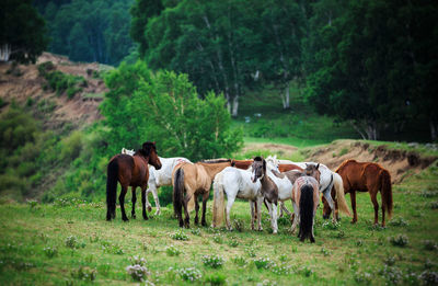 Horses grazing on field