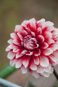 Close-up of pink dahlia