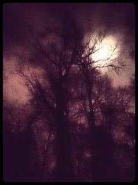 Low angle view of bare trees against sky