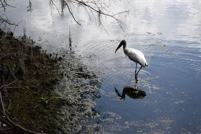 High angle view of bird in lake