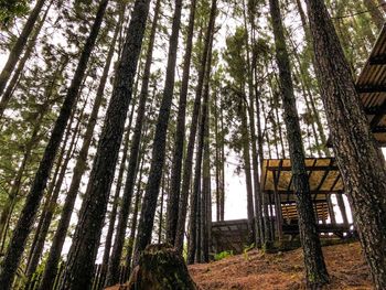 Low angle view of bamboo trees in forest