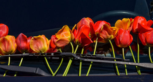 Close-up of multi colored tulips