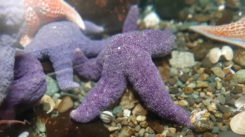 Starfish in sea