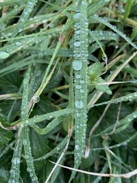Close-up of wet plant during rainy season