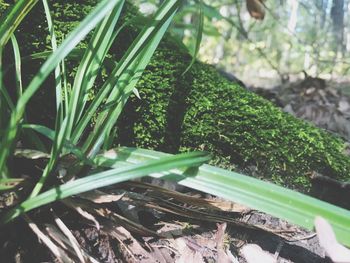 Close-up of fresh green plants