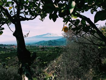 Trees on landscape against sky