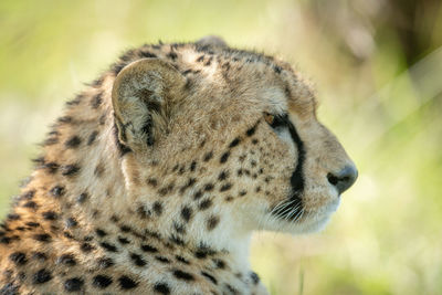 Close-up of sitting cheetah head and shoulders