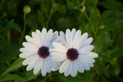 Close-up of white flowers blooming outdoors