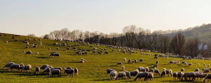 Flock of sheep grazing in a field