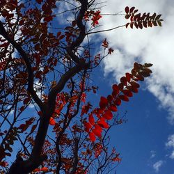 Low angle view of tree against sky