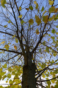 Low angle view of fresh flower tree against sky