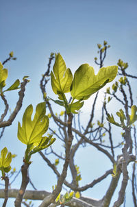 Low angle view of plant against clear sky