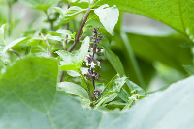 Close-up of plant