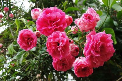 Close-up of pink roses blooming outdoors